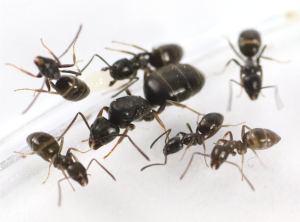 Tapinoma erraticum ( Queen plus 5-10 workers )