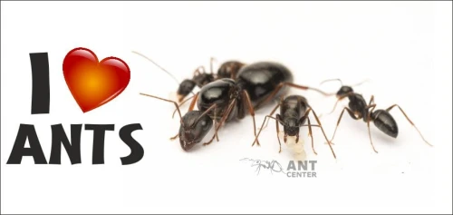 Kubek z napisem " I love ants "