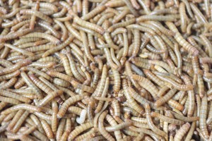 Mealworm - 20ml
