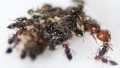 Crematogaster scutellaris