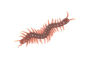 Decorative element - brown swirls