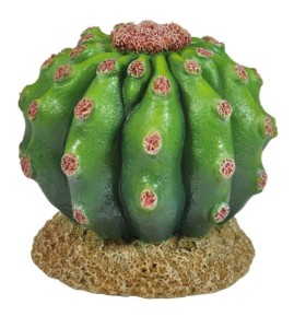 Decoration- a green ball-shaped cactus