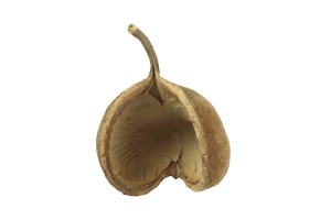 Buddha nut ( 8-14 cm)