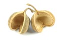Orzech Buddha nut