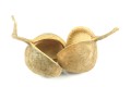 Orzech Buddha nut
