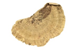 Dried natural mushroom SPONGE 7-10 cm