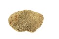 Suszony grzyb naturalny SPONGE