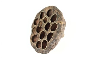 Lotos large ( 8-10 cm)