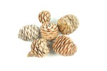Drought - 6 muirii cones