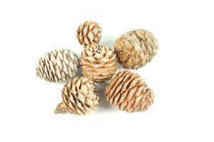 Drought - 6 muirii cones