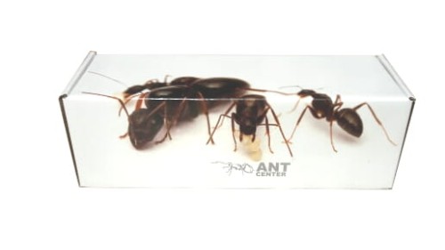 Opakowanie na prezent- gabaryt Mrówki