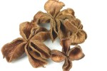 Land lotos- 4 pcs