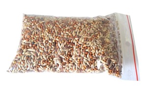 Food for Messors- 150 ml