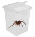 Insect Box - plastikowe terrarium 9x9x11cm