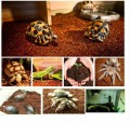 Komodo Rainforest Substrate 6l - podłoże tropikalne