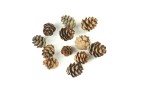 Canadian pine cones small - 10 pcs