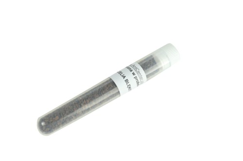 Nasiona w probówce- Facelia błękitna- 10 ml
