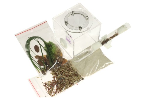 Zestaw na prezent: Arena S do hodowli mrówek wraz z małą kolonią Messor barbarus