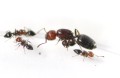Crematogaster Scutellaris i robotnice