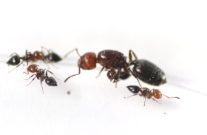 Crematogaster scutellaris