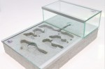 Formicarium HERKULES 2
