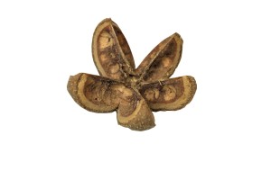Dried flower Kartush