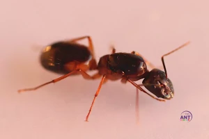 Camponotus Sanctus