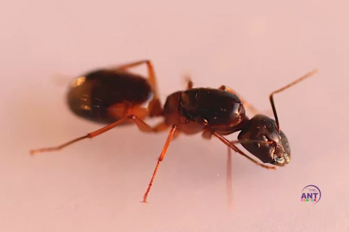 Camponotus Sanctus