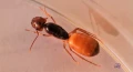 Mrówki Camponotus Fedtschenkoi