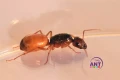 Mrówki Camponotus Fedtschenkoi