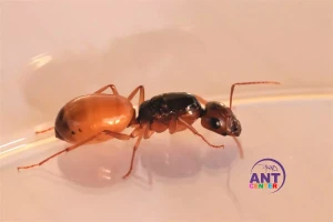 Camponotus Fedtschenkoi