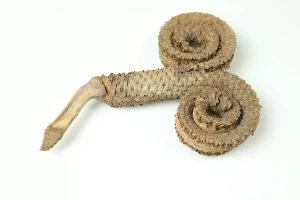 Dried decoration for formicarium - Palm Ring