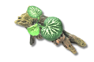 Terrarium decoration No. 54 - root with a leaf