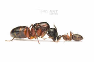 Camponotus ligniperda