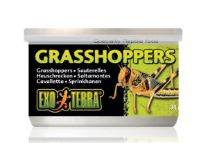 Canned food - grasshopper, 34g