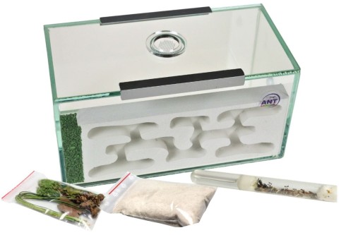 Formikarium gipsowe LUBI, elementy wystroju oraz kolonia mrówek Messor Barbarus do wyboru