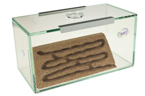 Formikarium korkowe Brand do hodowli mrówek w domu