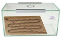 Formikarium korkowe Brand do hodowli mrówek w domu