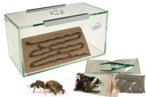 Formikarium korkowe BRAND z wystrojem - kolonia mrówek Lasius niger do wyboru