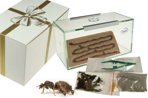 Zestaw do hodowli mrówek BRAND z wyposażeniem oraz kolonią mrówek Lasius niger