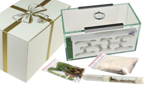 Prezent: Formikarium LUBI, elementy wystroju , kolonia mrówek Messor barbarus