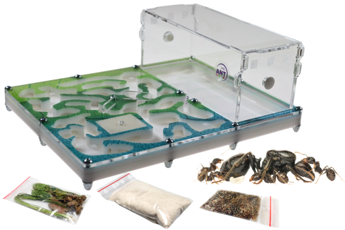 Zestaw formikarium Spring house z wyposażeniem i mrówkami