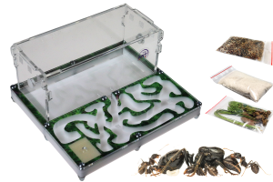 Kit: Formicarium Green House II  with ants Messor barbarus, red cover to be chosen