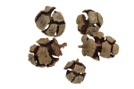 Dried cypress cones (5 pcs)
