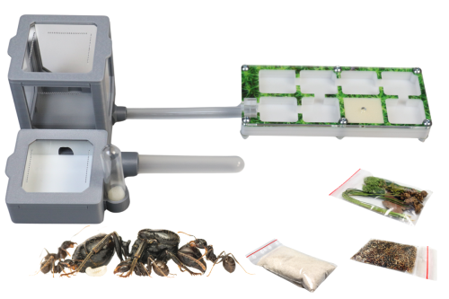 ZESTAW 3 częściowy z kolorowym gniazdem do hodowli mrówek