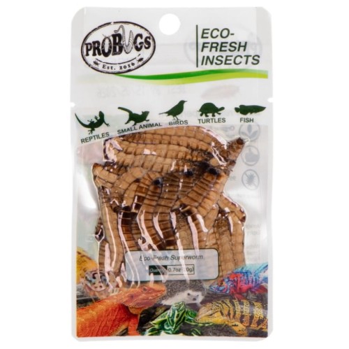 Świeże larwy drewnojada 20g