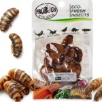 Sterilized Fresh Silkworm 15g – Protein-Rich Larvae for Ants