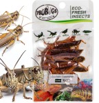 Sterilized Fresh Grasshopper 8 pcs