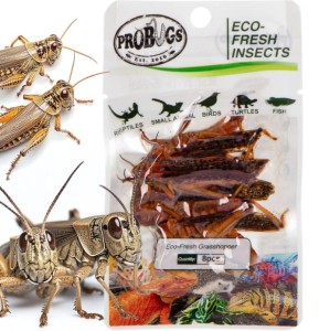 Sterilized Fresh Grasshopper 8 pcs