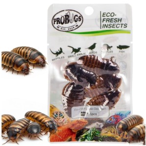 Sterilized Fresh Argentine Cockroaches- 5 pcs